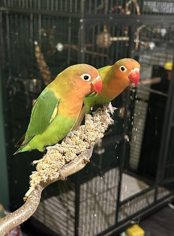 Pfirsichköpfchen Pärchen