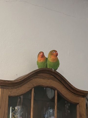 Pfirsichköpfchen Pärchen