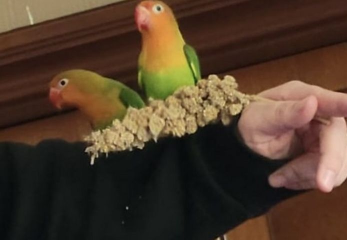 Pfirsichköpfchen Pärchen