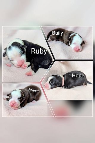 Mini Australian Shepherd Welpen Miniatur Aussi Hunde Babies