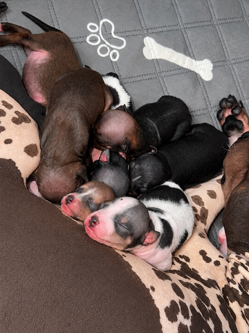 American Hairless Terrier Welpen