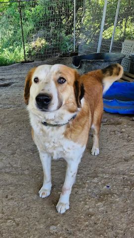 Sammy
