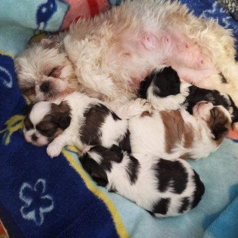 Shih Tzu Babys