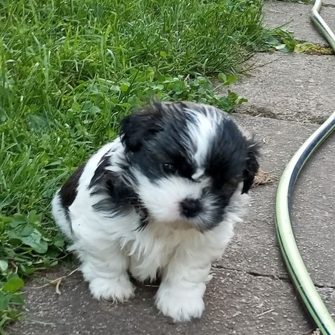 Shih Tzu Babys