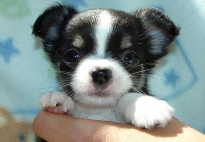 Wunderschöne Chihuahua-Welpen