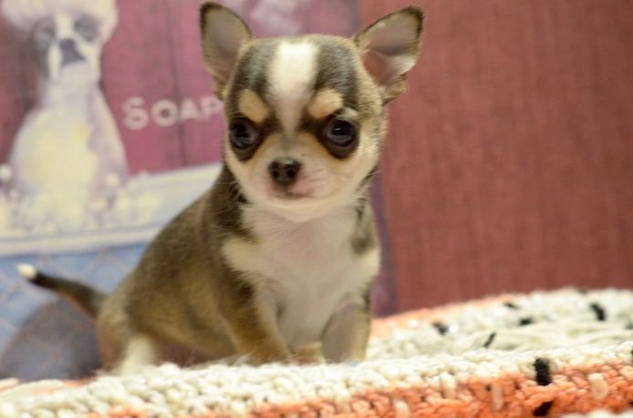 Wunderschöne Chihuahua-Welpen