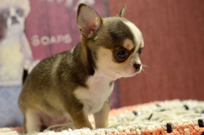 Wunderschöne Chihuahua-Welpen