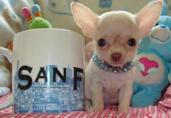 Wunderschöne Chihuahua-Welpen