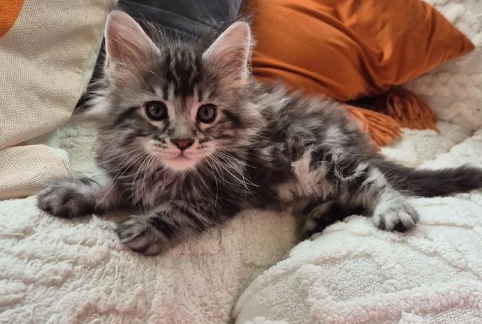 Reinrassige Maine-Coon-Kätzchen