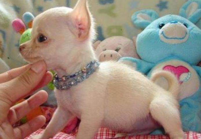 Wunderschöne Chihuahua-Welpen
