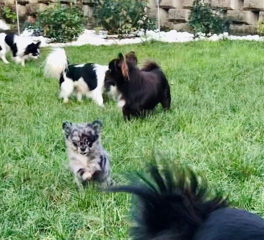 Wunderschöne Chihuahua-Welpen
