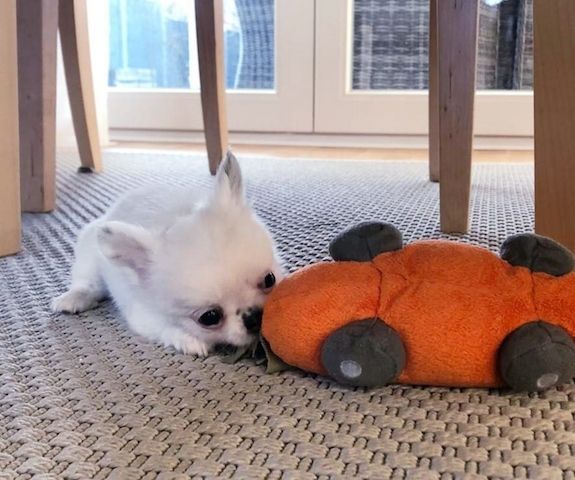 Wunderschöne Chihuahua-Welpen
