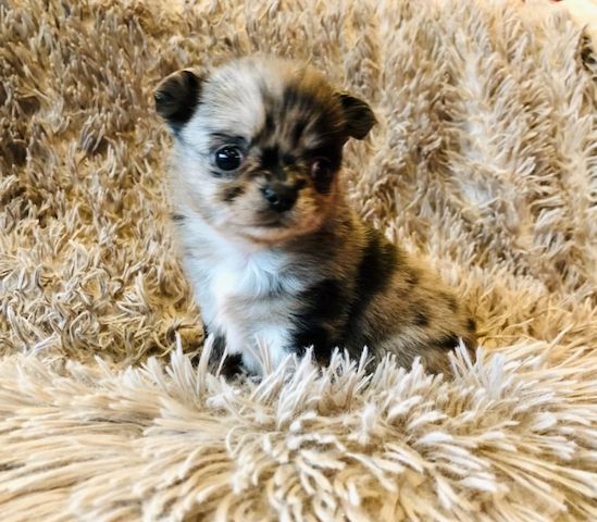 Wunderschöne Chihuahua-Welpen