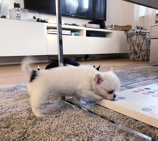 Wunderschöne Chihuahua-Welpen