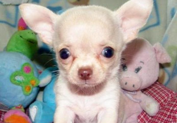 Wunderschöne Chihuahua-Welpen