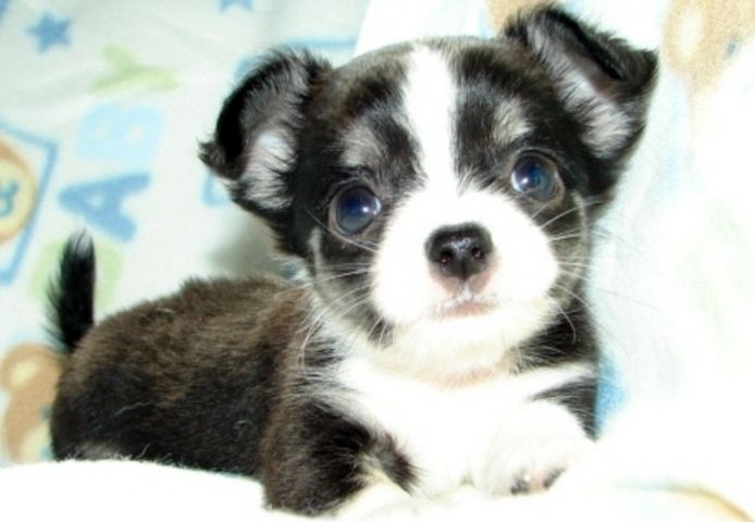 Wunderschöne Chihuahua-Welpen