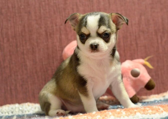 Wunderschöne Chihuahua-Welpen