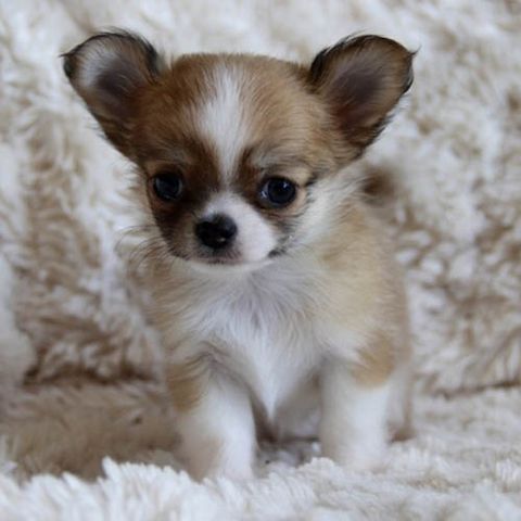 Wunderschöne Chihuahua-Welpen