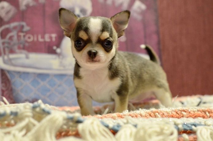 Wunderschöne Chihuahua-Welpen