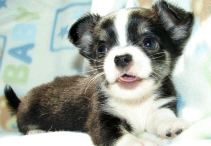 Wunderschöne Chihuahua-Welpen