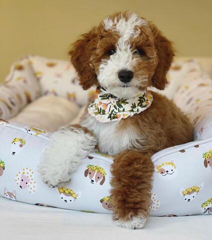 🐶 Bezaubernder 12 Wochen alter Goldendoodle-Welpe sucht ein liebevolles Zuhause! 🏡❤️