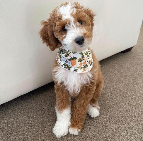 🐶 Bezaubernder 12 Wochen alter Goldendoodle-Welpe sucht ein liebevolles Zuhause! 🏡❤️