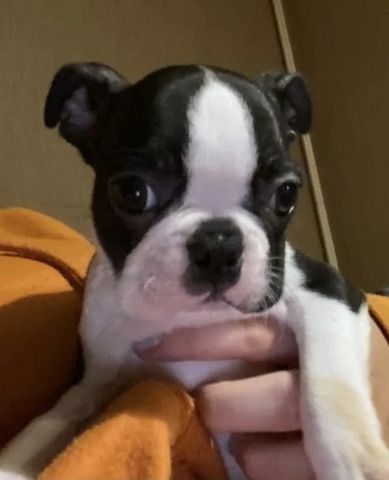 Boston-Terrier-Welpen mit Papieren zu verkaufen.