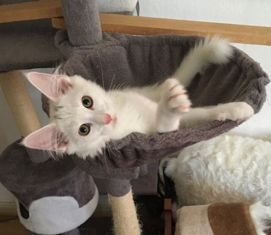 16 Wochen alte Katze - Bengal / Main-Coon