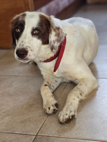 Snow White – liebevolle Mama 🐾