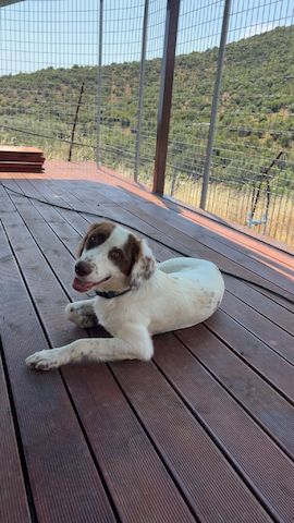 Snow White – liebevolle Mama 🐾