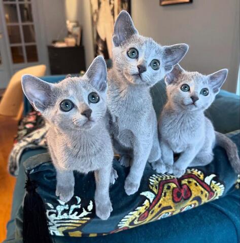 Russian Blue kitten ready
