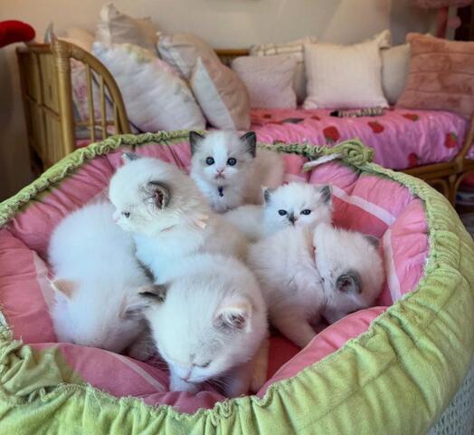 Ragdoll-Kätzchen zu verkaufen