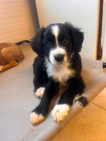 Welpe Zoe