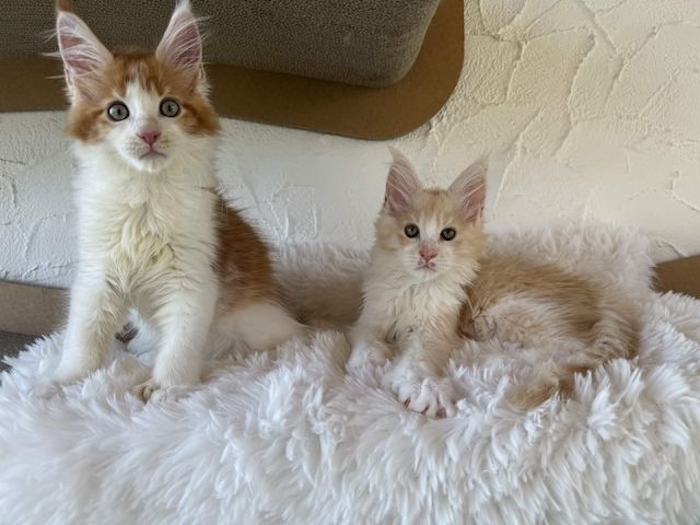 Reinrassige Maine Coon Kitten Mit Stammbaum vom Züchter