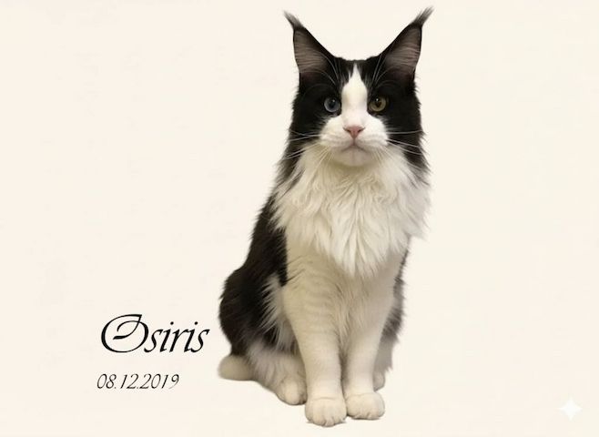Reinrassige Maine Coon Kitten Mit Stammbaum vom Züchter
