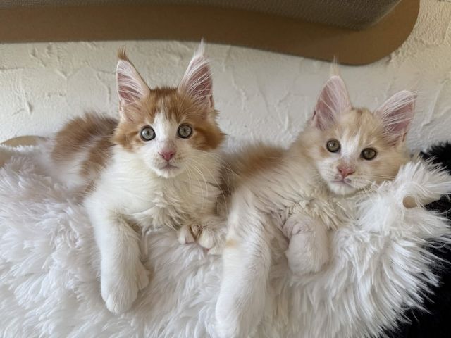 Reinrassige Maine Coon Kitten Mit Stammbaum vom Züchter