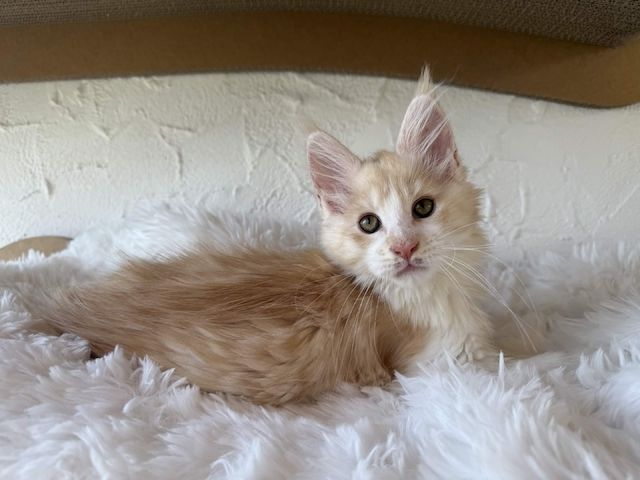 Reinrassige Maine Coon Kitten Mit Stammbaum vom Züchter