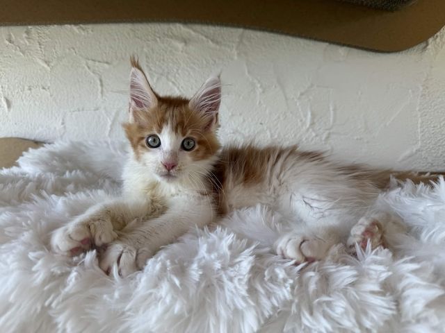 Reinrassige Maine Coon Kitten Mit Stammbaum vom Züchter