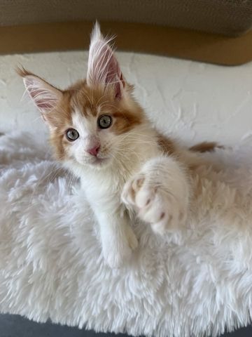 Reinrassige Maine Coon Kitten Mit Stammbaum vom Züchter