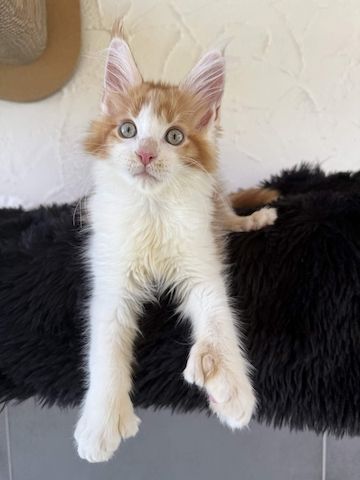 Reinrassige Maine Coon Kitten Mit Stammbaum vom Züchter