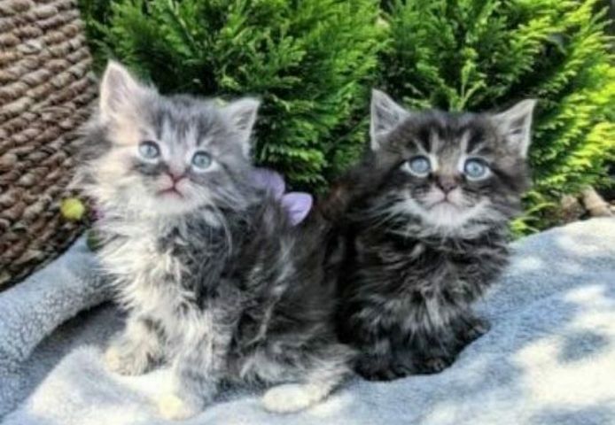 Maine Coon Kätzchen