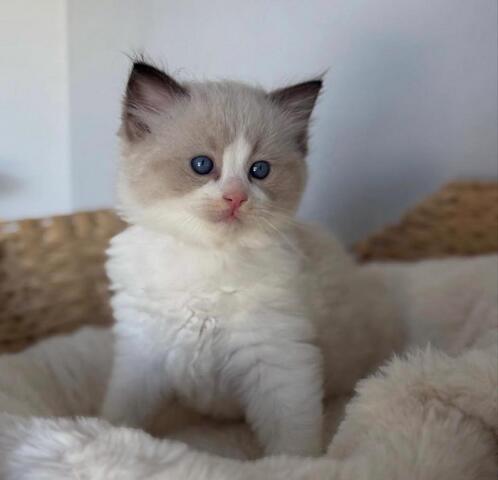 Blaue Ragdoll-Kätzchen zu verkaufen