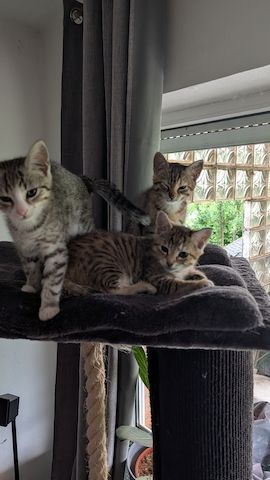 Kitten