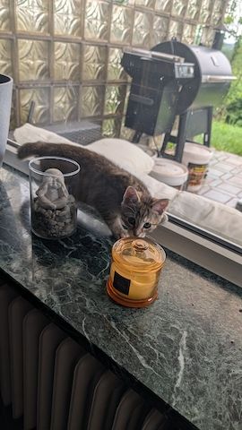 Kitten