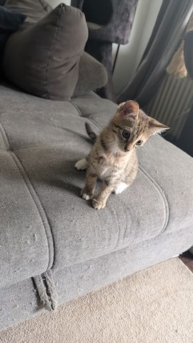 Kitten
