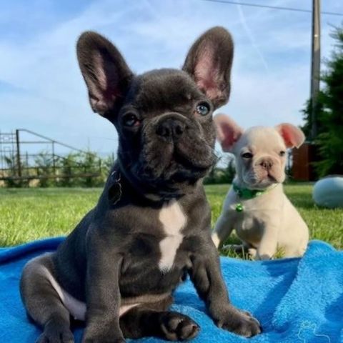 Kleine Französische Bulldoggen suchen ein liebevolles Zuhause!