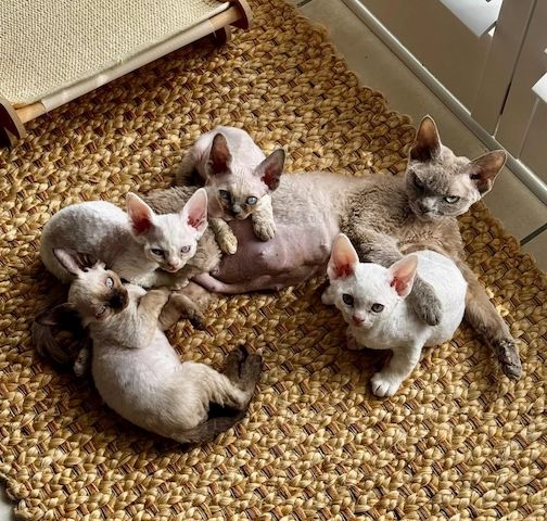 Atemberaubender weißer Devon-Rex-Kater