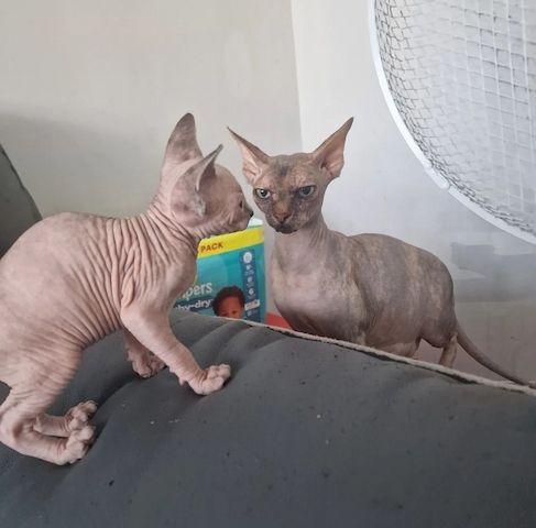 5 wunderschöne Sphynx-Kätzchen