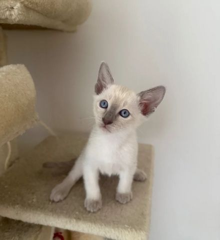 Bezaubernde Siam-Kätzchen 😻