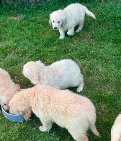 Wunderschöne Golden-Retriever-Welpen